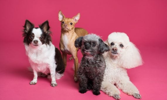 6 Key Things to Know Before Starting a Business Selling Pets